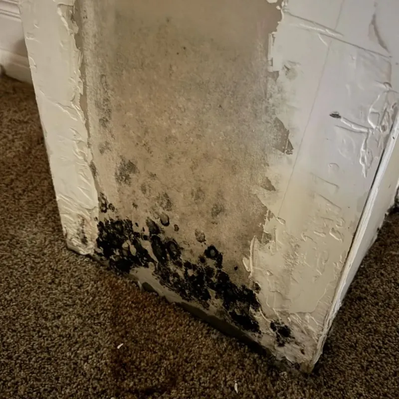 Professional Mold Removal in Yamhill County, OR